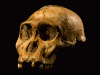 Prehistoria Hominidos Australopithecus Sediba Sudafica 1,95 -1,78 Mlls Aos y 420-450 cc