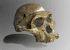 Prehistoria Hominidos Australopithecus africanus 580-520 cc Cueva Sterkfontein Transvaal Museum Pretoria Sudafrica 3-2 mlls aos
