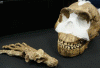 Prehistoria Hominidos Homo Naledi Posterior al Afarensis Cueva Rising Star Sudafrica 2,5-2 mlls Aos