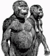 Prehistoria Hominidos Paranthropus Robustus 410- 530 cc 2,3 mlls Aos