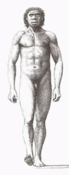 Prehistoria Homo Ergaster 1,9 - 1, 7  mlls Aos  871 cc