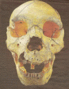Prehistoria Homo Heidelbergensis  Miguelon  Atapuerca 600000 a 250000 aC y 1000 cc