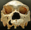 Prehistoria Homo Heidelbergensis 600000-250000 aC y 1000 cc