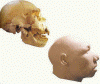 Prehistoria Homo Heidelbergensis Miguelon 600000-250000 aC  Atapuerca y 1000 cc