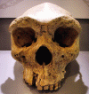 Prehistoria Homo Rhodesiensis Craneo Broken Hill I 1280-1325 cc Rodesia 600000-160000 Aos