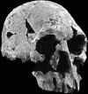 Prehistoria Homo Rudolfensis 2,4 - 1,6 mll Aos y 700 cc