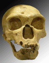 Prehistoria Homo Sapiens Neanderthalensis Chapelle aux Saintes Francia 230_28000 aC y 1400-1450 cc