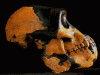 Prehistoria Nominidos Australopithecus Afarensis Lucy 375-550 cc 4-3 Mlls Aos Etiopia