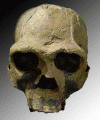 Prehistria Homo Ergaster 1 con 9-1 con 4 illoned Anos 871 cc